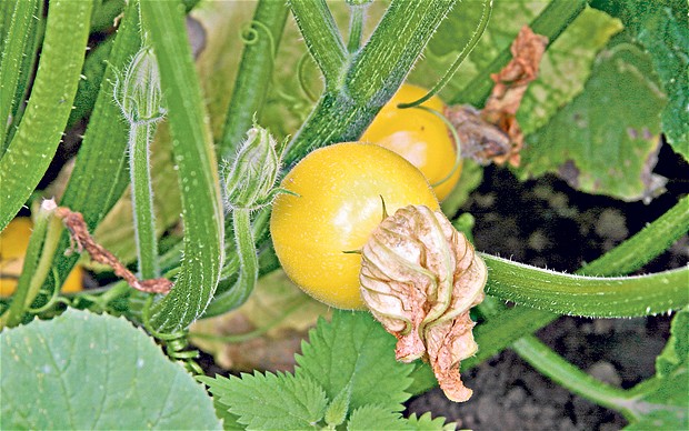One ball courgette  5 seeds